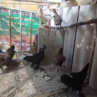 ۷عددمرغ