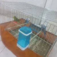 پرنده
