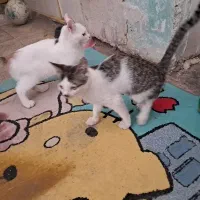 بچه گربه