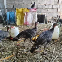 جوجه بوقلمون