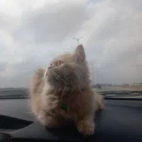 گربه پرشین نر