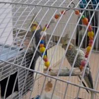 فروش عروس هلندی