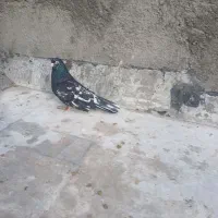 کبوترباعرض