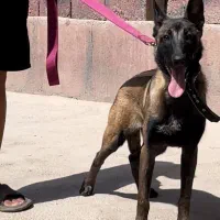 مالینویز ۶ ماهه درجه یک