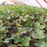 نهال توت فرنگی و نعنا