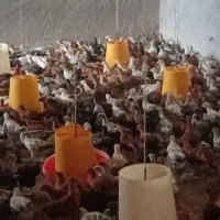 جوجه مرغ محلی نژاد گلپایگانی