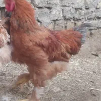 خروس برهما