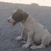توله سگ بولی پاکستانی