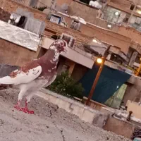 کفتر کبوتر