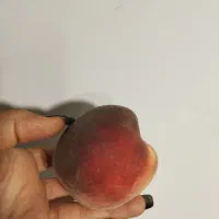 هلوی تازه زعفرانی.خوش طمع