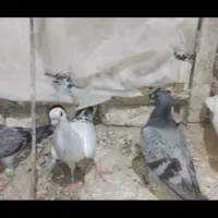 کفتر فروشی