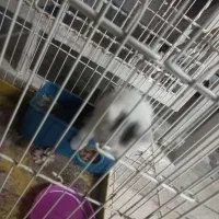 بچه گربه