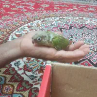 جوجه گرینچک دوعدد