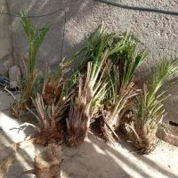 کندن جنگ پذیرفته میشود