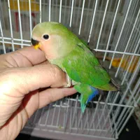 جوجه طوطی برزیلی