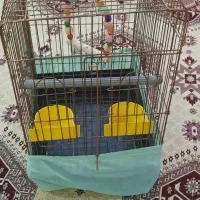 قفس پرنده