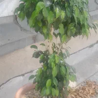 درخت بنجامین