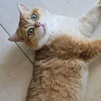 بریتیش گلد نر وارداتی جهت جفتگیری