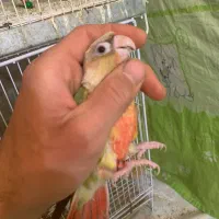جفت گرینچیک تازه جفت جوانه