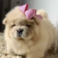 چاوچاو