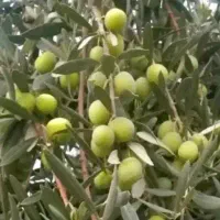 زیتون سبز خام. امساله برداشت هر روز.ارسال به سراسر