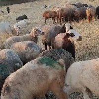 میش داشتی