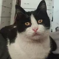 گربه گم شده ( 11 ماهه رنگ سیاه و سفید) هنرستان