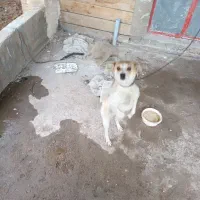 پاکوتاه نر، باهوش وحرف گوش کن