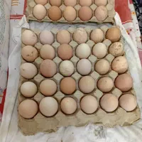 تخم مرغ امپراطورو برهمابا نطفه دهی خیلی بالا فروشی