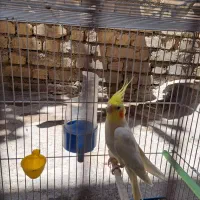 عروس هلندی