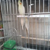 عروس هلندی بالغ