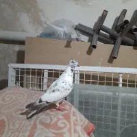 کبوتر