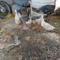 حیوانات