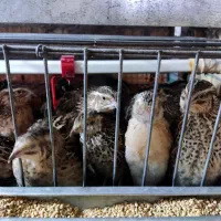 بلدرچین