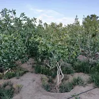 فروش زمین  و باغ ۲۲۱۸ متری در البرز|فروش زمین و ملک کلنگی|تهران, آذری|دیوار