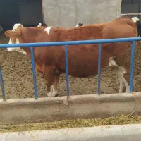 تلیسه سیمنتال