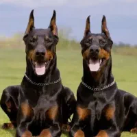 سگ دو برمن دارم اگه کسی خواست تول است 1سالش