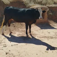 گوساله ماده