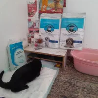 گربه گمشده(مشکل جسمی دارد)
