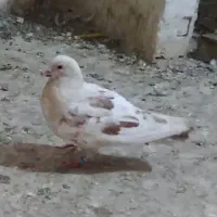 کبوتر