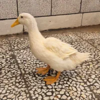اردک