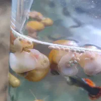 بچه حلزون و بچه ماهی  گوپی