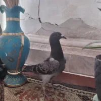 جوانه یه پره مگس