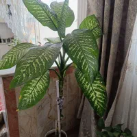 دیفن باخیا