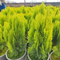 گامیس سبز|گل و گیاه طبیعی|نائین, |دیوار
