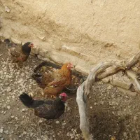 مرغ محلی