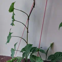 گل طبیعی|گل و گیاه طبیعی|قروه, |دیوار