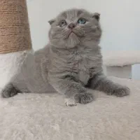 اسکاتیش بریتیش بلو