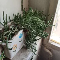 انواع گلدان با گل کاشته شده و خالی