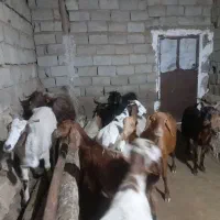 ۸تا بز بسیار شیری گوسفند
